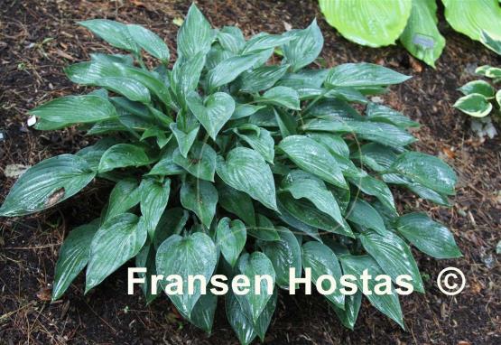 Hosta Locomotion